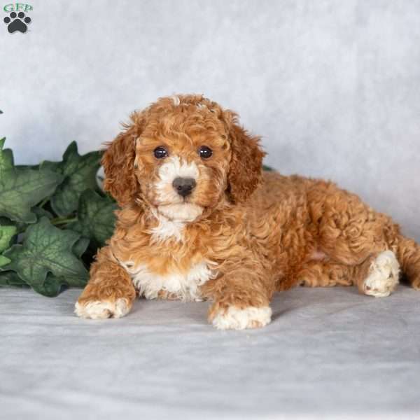 Eva, Miniature Poodle Puppy